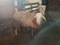 Кочове на по година и половина, работещи, снимка 1