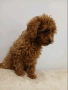 Пудел той / poodle toy, снимка 2
