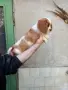 Кавалер Кинг Чарлз Шпаньол, снимка 2