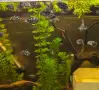 рибки син папагал  (Polar Blue Parrot Cichlid), снимка 7