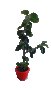 Мандариново дърво 3 годишно височина 70 см, снимка 1 - Стайни растения - 38638657