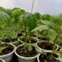 Разсад - Домати, снимка 4