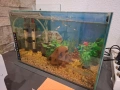 Аквариуми 4 броя, снимка 6