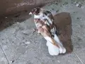 Чифт чилести (паламарски гълъби), снимка 2