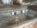 Продавам гълъби, снимка 12