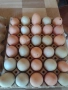 продавам оплодени яйца за люпене , снимка 2