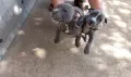 Продажба на кученца , снимка 4