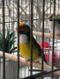 Продавам гулдови амадини, снимка 9
