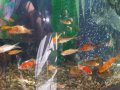 Японски шаран КОИ, златни рибки Шубинкин за езеро и аквариум
