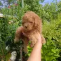Той пудел ❤️ момиче, снимка 2