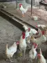Петли Бял Легхорн Млади, снимка 2