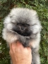 Померан мъжки, снимка 3