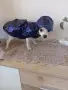чихуахуа мини мъжки , снимка 3