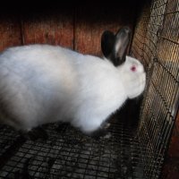 Калифорнийски  зайци, снимка 1 - Други - 13789539
