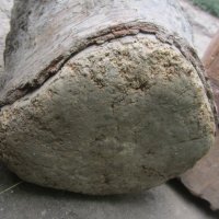 стара дървена чутура чутора  от бреза, снимка 5 - Антикварни и старинни предмети - 29140278