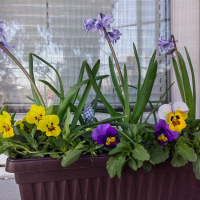 Пролетни цветя в сандъче, снимка 2 - Градински цветя и растения - 44913354