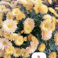 Кълбовидна хризантема разсад, снимка 11 - Градински цветя и растения - 40313222