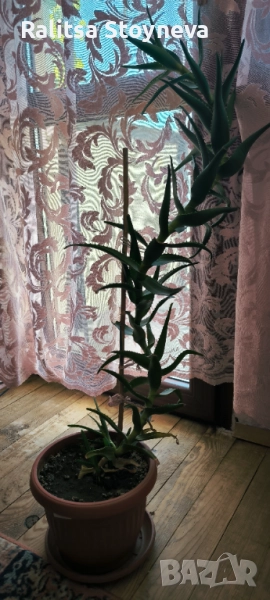 Цвете алое, снимка 1