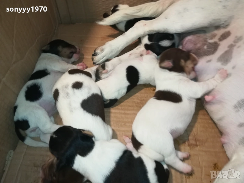 ДЖАК РЪСЕЛ-СЛАДКИ КУЧЕНЦА 2308251435, снимка 1