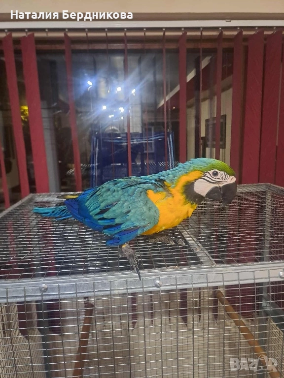 Синьо-жълта ара бебета, снимка 1