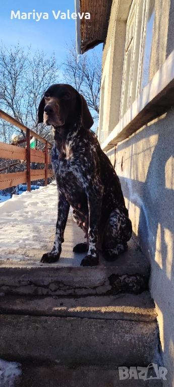 Кученца Курцхар , снимка 1