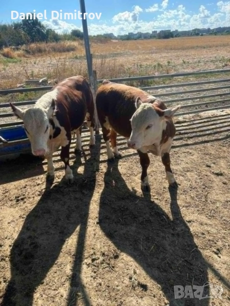 продавам мъжки телета херефорд, снимка 1