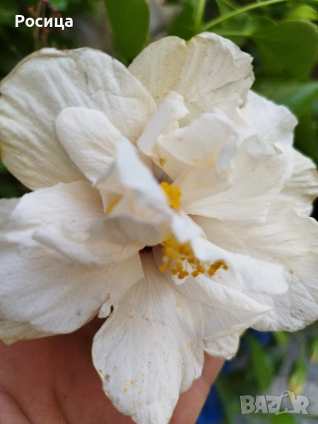 хибискус , снимка 1