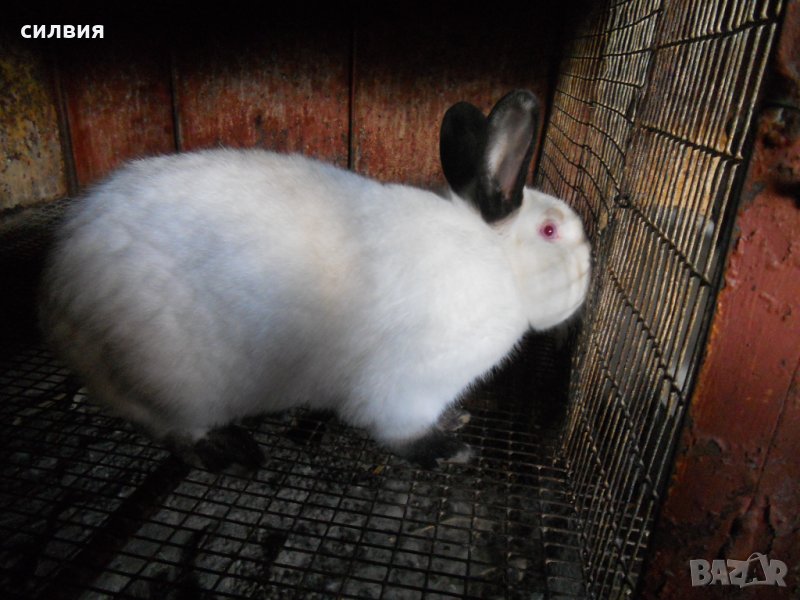 Калифорнийски  зайци, снимка 1