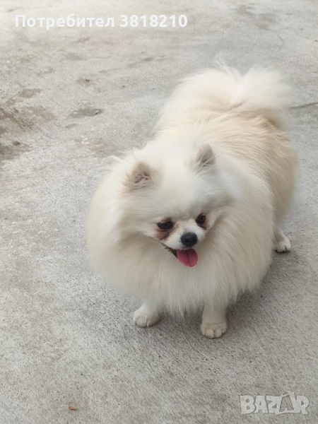 померан момче, снимка 1