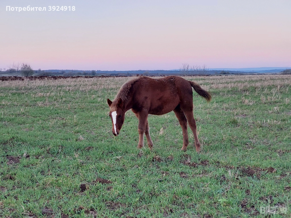 Продавам Конче на 8 месеца , снимка 1