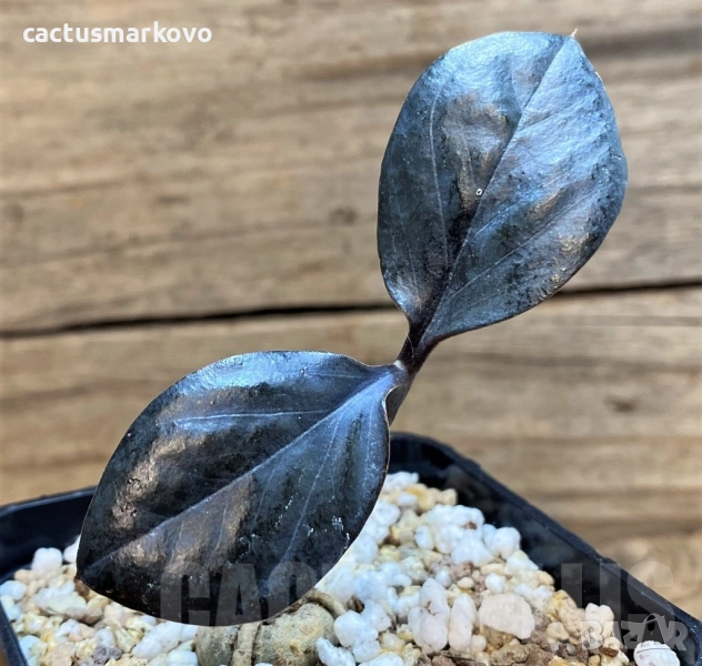 Zamioculcas zamiifolia ‘Raven Black’, снимка 1