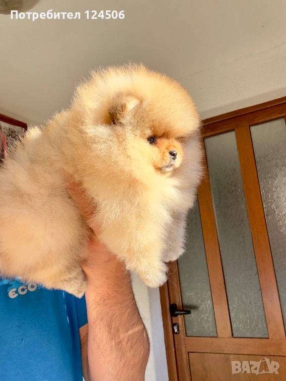 Померан померанче момче , снимка 1
