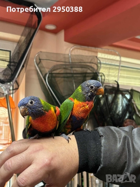 Папагали многоцветно лори млади, снимка 1