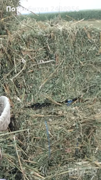 Бали люцерна реколта 2025, снимка 1