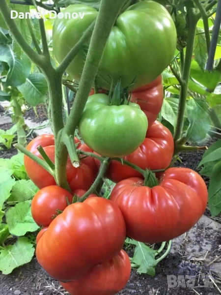 Семена домати от Селски червен и Селски розов гигант, снимка 1