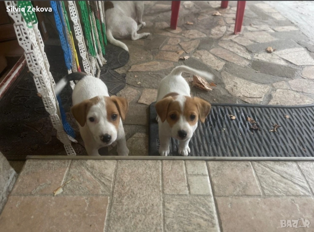 мини Джак Ръсели, снимка 1