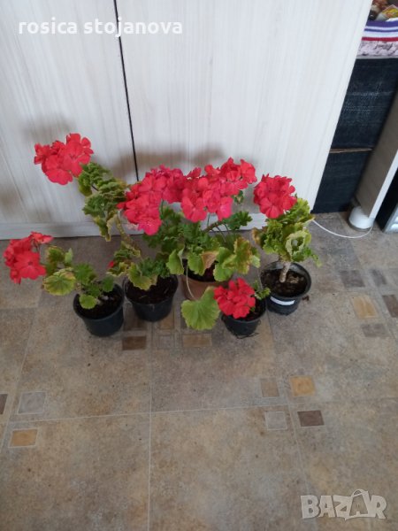 Алено червено мушкато, снимка 1