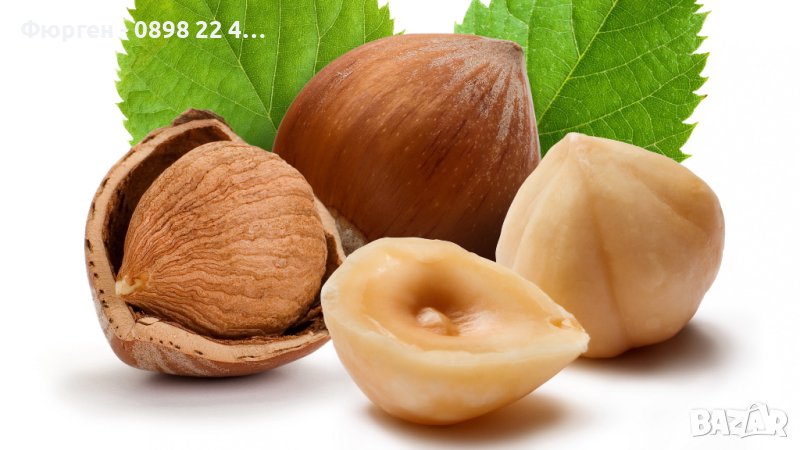 Лешник сорт - Римски и трабзонски, снимка 1