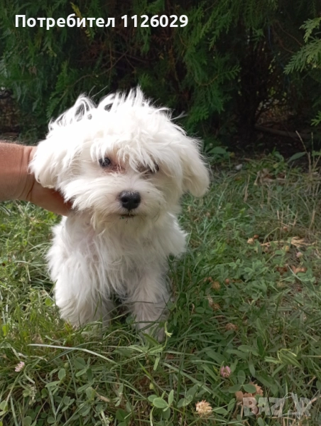 Малтийски болонки - женски, снимка 1