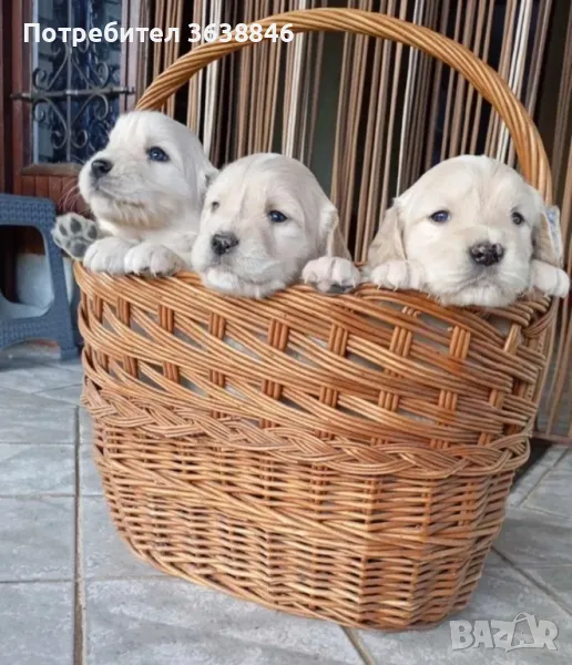 Голдън ретривър, снимка 1