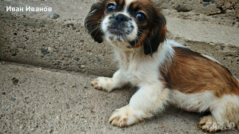 Пикинез и Ши Тцу, снимка 1