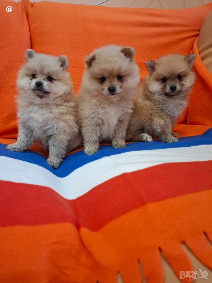 Померан померанчета Гр. София, снимка 1