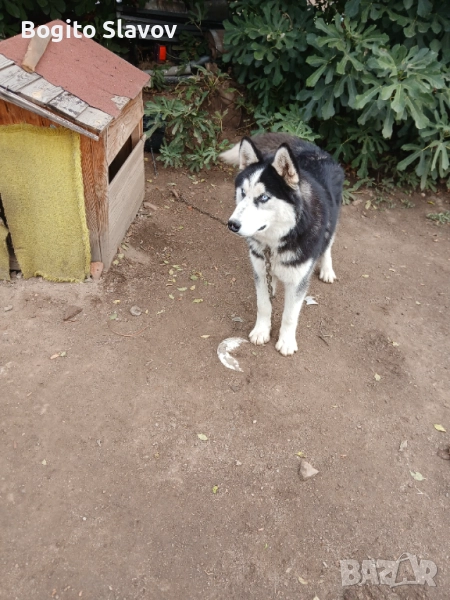 Хъски, снимка 1