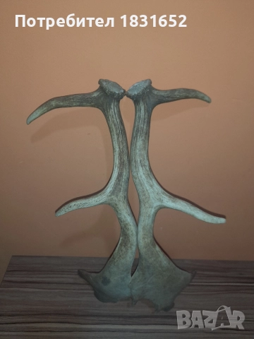 Рога от елен - Лопатар, снимка 8 - Други ценни предмети - 52829017