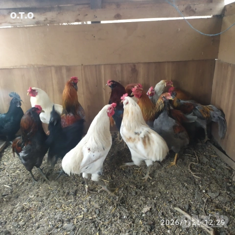 Петли Аракуана, стават и за клане.От 2 до 3кг, снимка 4 - Кокошки и пуйки - 53220295