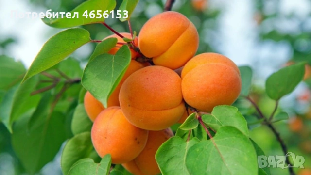 ФИДАНКИ за засаждане: КАЙСИИ , СЛИВИ , ЧЕРЕШИ, БАДЕМИ, ПРАСКОВИ 