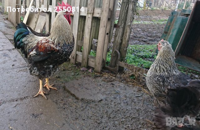 Оплодени яйца от породисти Катунски кокошки, снимка 15 - Кокошки и пуйки - 27672918