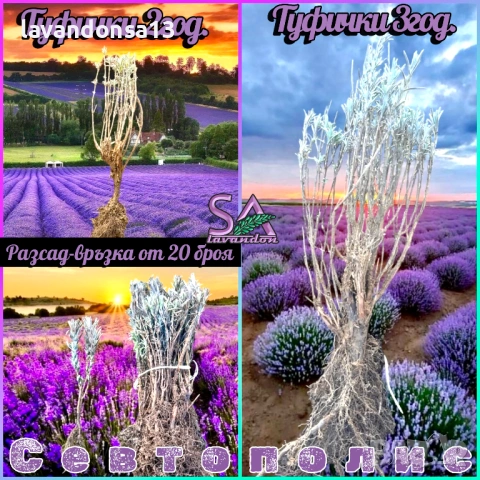 🪻 Разсад Лавандула Севтополис и Лавандин | Туфички и Оформени храсти, снимка 6 - Други - 35959231