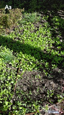 продавам цветя Невен - семена, реколта 2025 г., снимка 12 - Сортови семена и луковици - 24874715