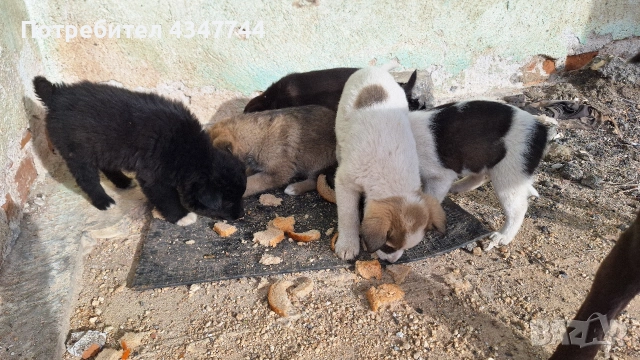 Подаряват се 6 малки кученца. , снимка 7 - Други - 53070675